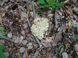 Polyporus umbellatus image