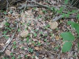Polyporus umbellatus image