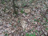 Polyporus umbellatus image