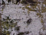 Pertusaria amara f. amara image