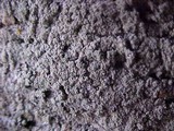 Pertusaria amara f. amara image