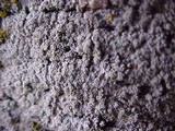 Pertusaria amara f. amara image