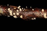 Lachnum abnormis image