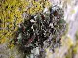 Platismatia glauca image
