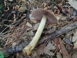 Cortinarius corrugatus image