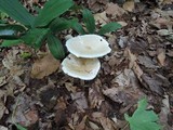 Melanoleuca alboflavida image