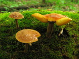 Xeromphalina tenuipes image