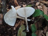 Melanoleuca alboflavida image