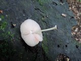 Pluteus longistriatus image