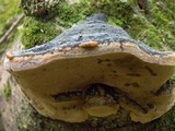 Phellinus igniarius image