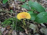 Amanita frostiana image