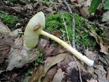 Amanita frostiana image