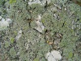 Phaeophyscia orbicularis image
