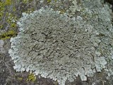 Punctelia borreri image