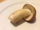 Boletus nobilis image