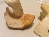 Boletus nobilis image