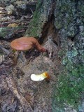 Ganoderma curtisii image