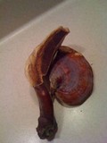 Ganoderma curtisii image