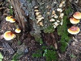 Ganoderma curtisii image