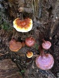 Ganoderma curtisii image
