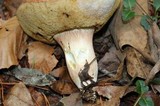Xanthoconium purpureum image