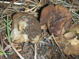 Discina ancilis image