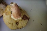 Xanthoconium purpureum image