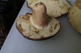 Xanthoconium purpureum image