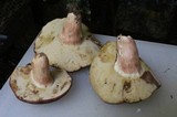Xanthoconium purpureum image