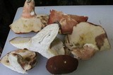 Xanthoconium purpureum image