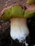 Boletus rex-veris image