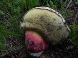 Caloboletus rubripes image