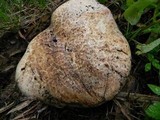 Caloboletus rubripes image