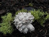 Calvatia sculpta image