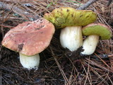 Boletus rex-veris image
