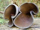 Plectania campylospora image