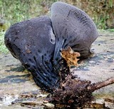 Plectania campylospora image