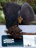 Plectania campylospora image