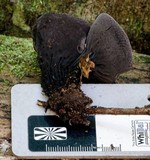 Plectania campylospora image