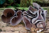 Plectania campylospora image