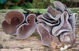 Plectania campylospora image