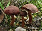Tubaria rufofulva image