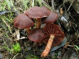 Tubaria rufofulva image