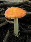 Amanita xanthocephala image