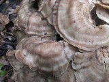 Meripilus sumstinei image