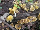 Chrysomphalina strombodes image