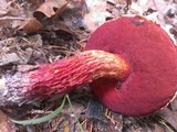 Boletus frostii image