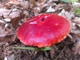 Boletus frostii image