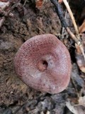 Lactarius subpurpureus image