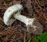 Amanita praelongispora image